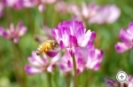 レンゲの花